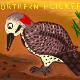 Northern Flicker